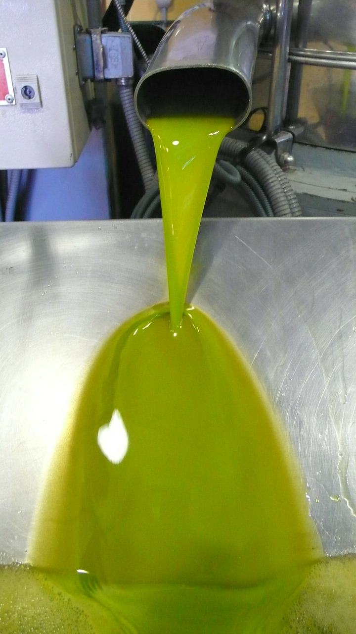 La nueva campaña del aceite de oliva