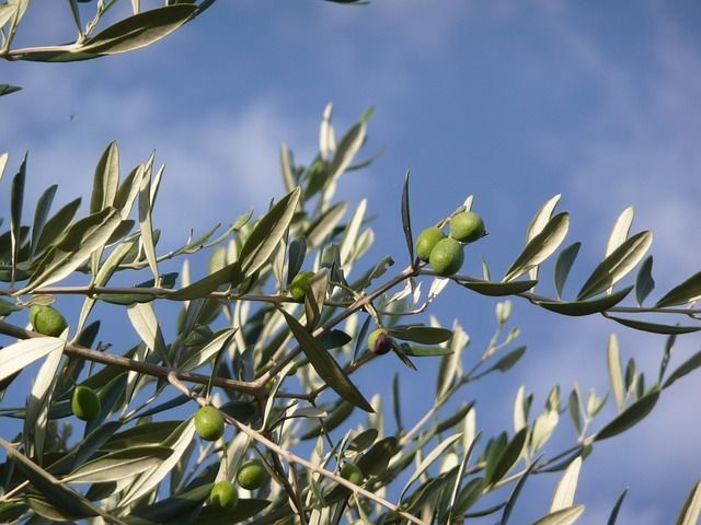 La floración del olivo, una de las claves para obtener un buen aceite de oliva