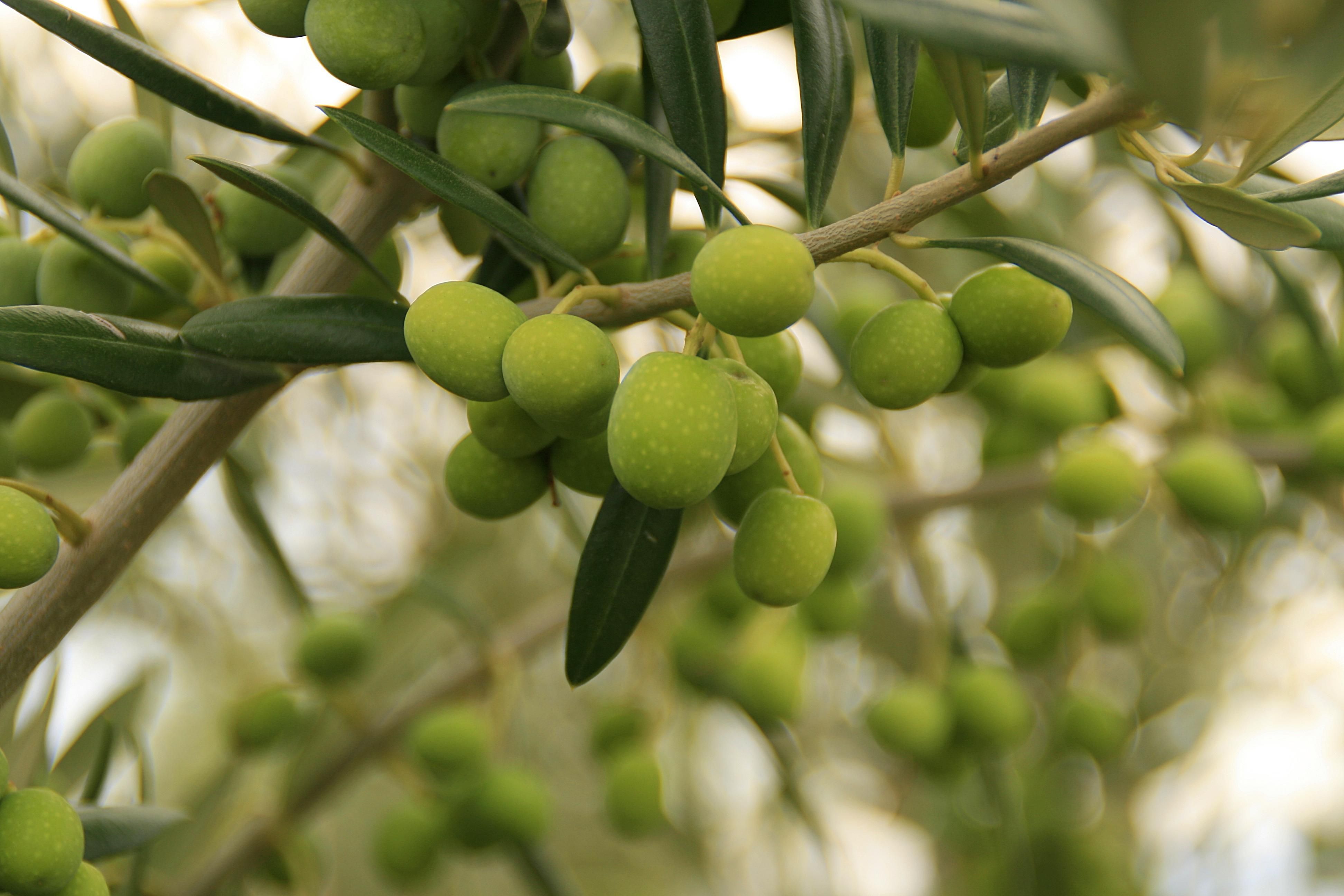 El aceite verde, el aceite de oliva que más gusta