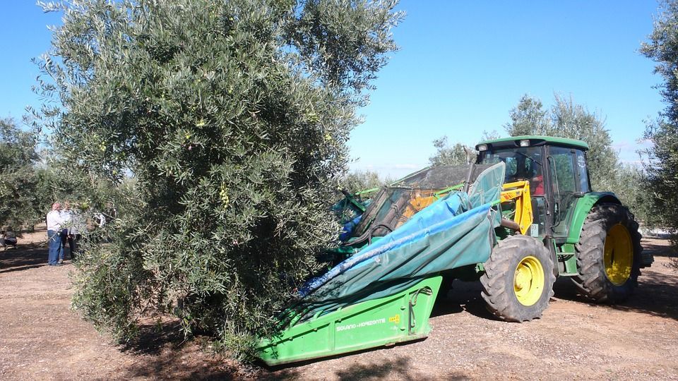 Aceite de oliva. Métodos de recogida de la aceituna