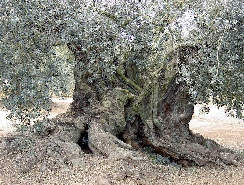 arbol centenario campopineda